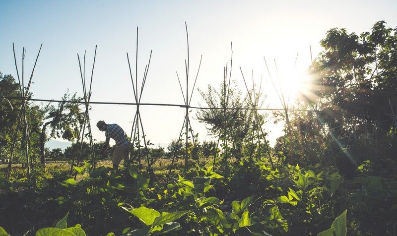 gusto contadino agricoltura orto