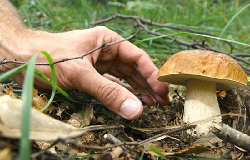 raccolta fungo funghi