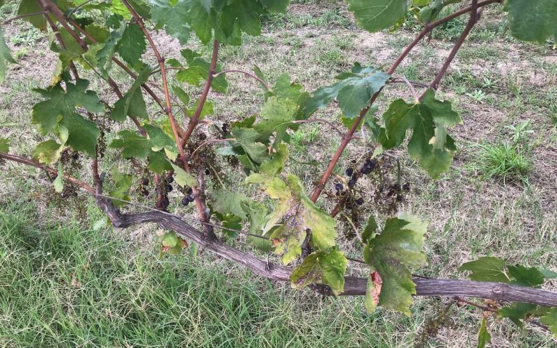 Ascoli, misure di prevenzione e sensibilizzazione relative alla presenza di fauna selvatica nel territorio comunale