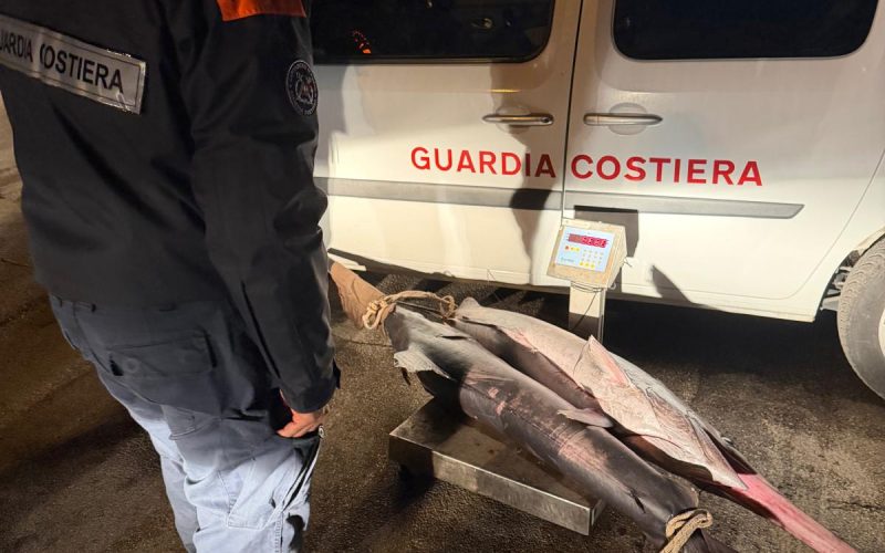Pesca illegale di pesce spada: scatta il sequestro da parte della Guardia Costiera di San Benedetto