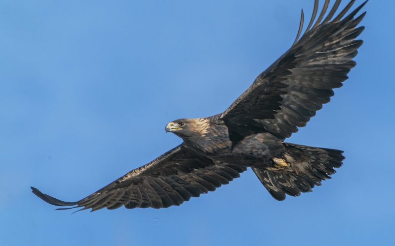 Sui cieli dei Monti Sibillini spicca la maestosità dell’aquila reale: il censimento conferma la crescita arrivata a 8 coppie di esemplari. Perugini: “La sua presenza è indice di salute dell’ambiente”