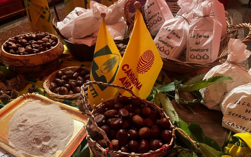 Tre nuove castagne picene e la Farina del Senatore, Coldiretti Ascoli Fermo: “Coltura da riscoprire per lo sviluppo dell’economia montana”
