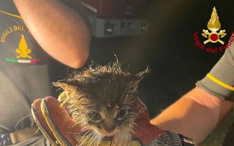 I Vigili del fuoco salvano due gattini finiti nei tubi di scarico