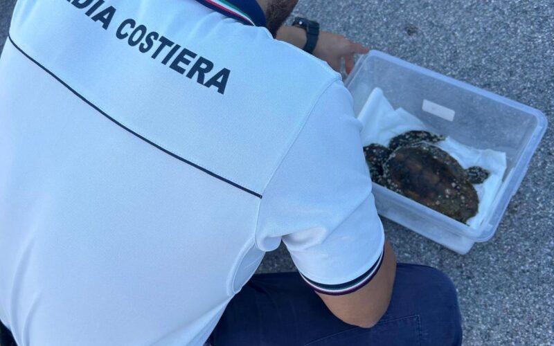 Tartaruga  rimasta incastrata tra gli scogli del Molo Sud del Porto di San Benedetto