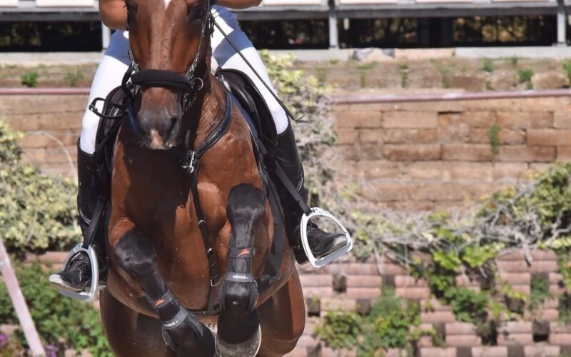Equitazione: Edoardo Celani torna a Fieracavalli Verona: convocato nella rappresentativa Marche Under 21